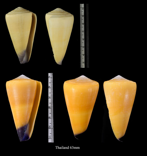 オトメイモ Conus virgo small