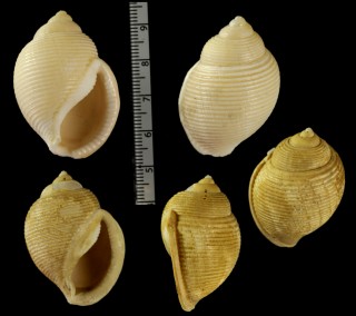 タマゴボラ Oocorys japonica small