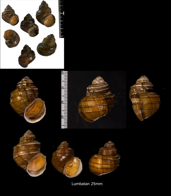 ラナオカクタニシ (仮称) Angulyagra clemensi small