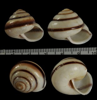 トクノシマヤマタカマイマイ Luchuhadra tokunoshimana small