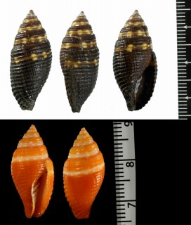 シロフオビフデ Mitra aurantia nanus small