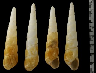 オベリスクガイモドキ (仮称) Obeliscus planospira small