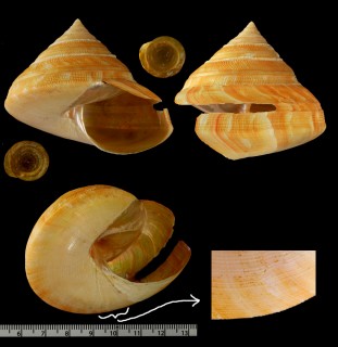 ゴコウノオキナエビス Bayerotrochus philpoppei small