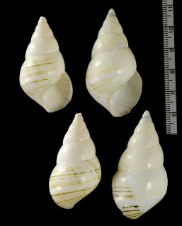 ツヅレイトヒキマイマイ Liguus crenatus small