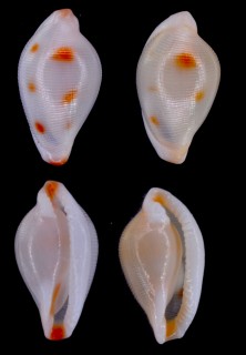 シボリケボリ 絞毛彫 Pseudosimnia incisa small
