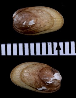 クロタマエガイ Musculus niger small