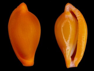 クロマルケボリ Primovula panthera small