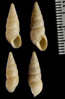 エスカリフガラパゴスマイマイ (仮称) Naesiotus eschariferus small