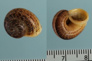 キカイヤマタニシ Cyclophorus kikaiensis small