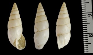 アルゼンチンスジイリクチトジギセル (仮称) Spixia spixii small