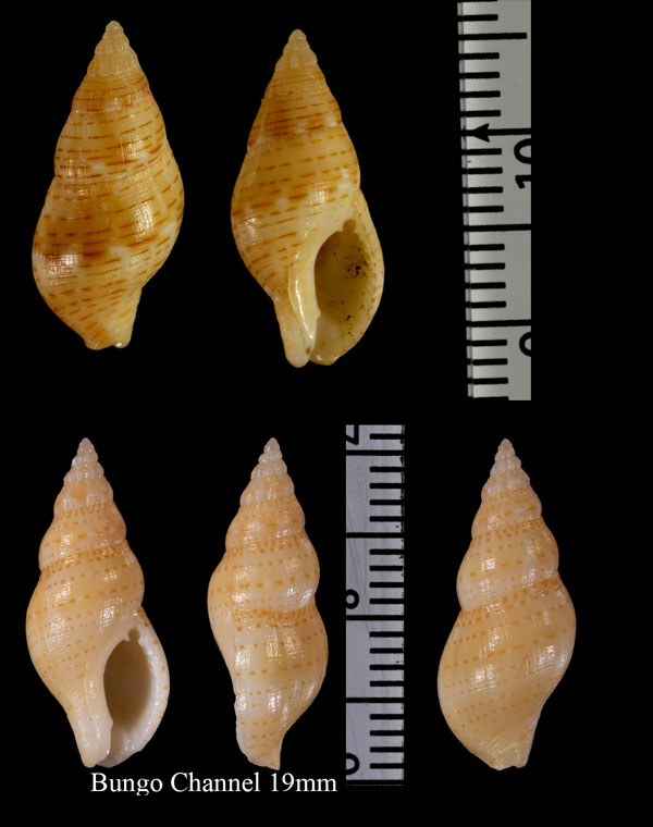 カザリベッコウバイ Appisania sugimotoi small