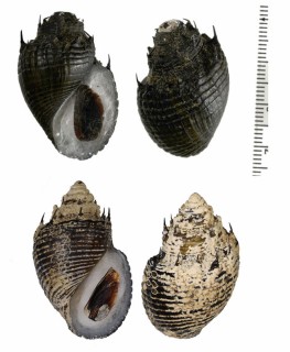 ゴマフトウガタカワニナ Thiara cancellata small