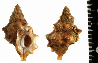 スハダナルトボラ Bursa quirihorai small