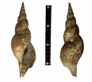 スミスワタゾコボラ Teramachia smithi small