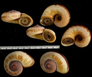 コベルトメキシコヤマタニシ (仮称) Aperostoma kobelti small