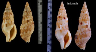 セイロンセコバイ Colubraria ceylonensis small