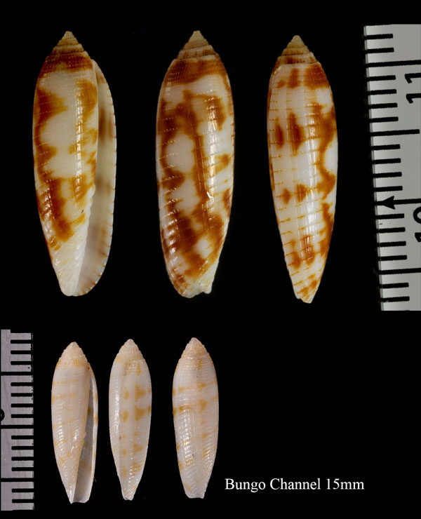 ナガイモフデ Pterygia japonica small