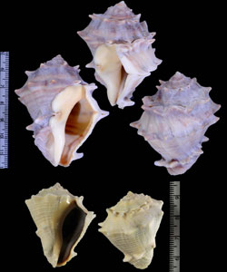 サイヅチボラ Volema myristica small