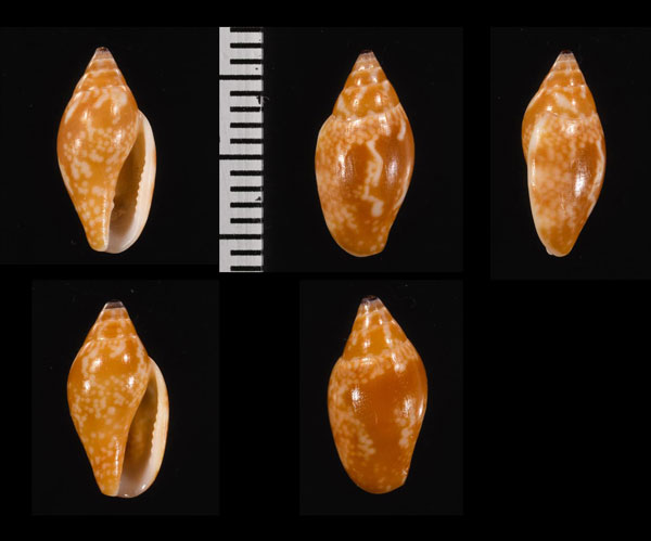 ツヤヒロクチマツムシ (仮称) Nitidella nitida small
