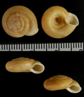 コウベマイマイ Aegista kobensis small