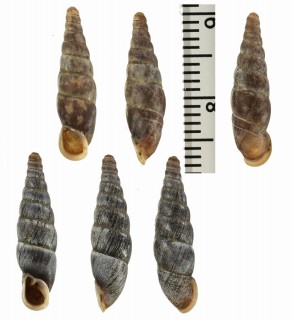 チチアンツウギセル (仮称) Hemiphaedusa antuensis chichiensis small