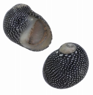 クモリカノコ Puperita pupa tristis small