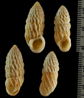 スエラシオオタワラ (仮称) Cerion sueyrasi small