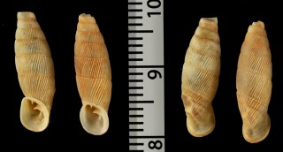 グローマンシチリアギセル (仮称) Charpentieria grohmanniana small