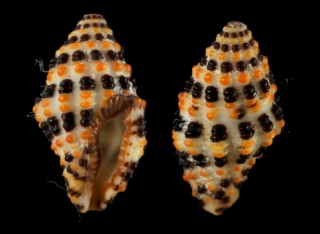 ゲンロクノシガイ Engina alveolata small