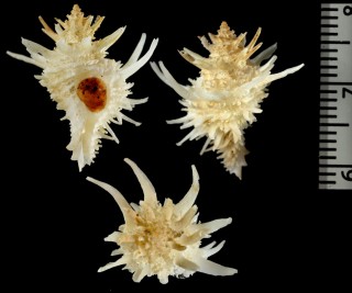 アカシヤカセン Babelomurex centimanus small