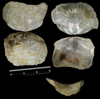 クラマドガイ 鞍窓貝 Placuna ephippium small