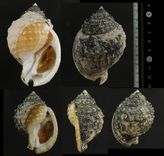 ニクイロカブトウラシマ 肉色兜浦島 Echinophoria carnosa small
