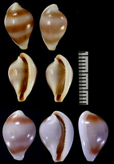 チャオビケボリ 茶帯毛彫 Margovula bimaculata tinctilis small