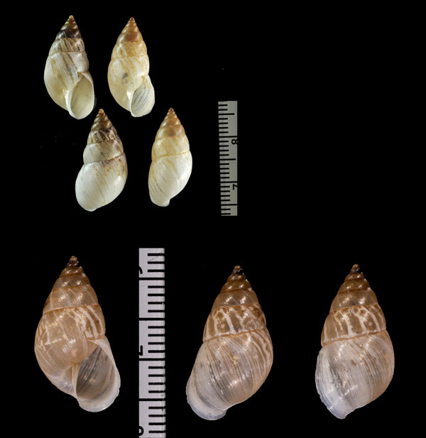 サミダレトウガタマイマイ (仮称) Bostryx umbilicatus small