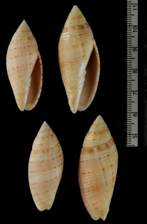 ダイモンジフデ 大文字筆 Nebularia hayashii small
