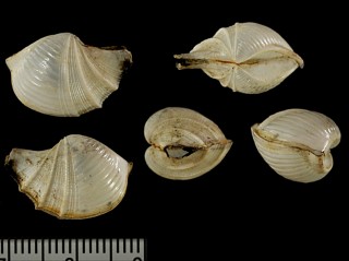 タイワンシャクシ 台湾杓子 Cardiomya taiwanica small