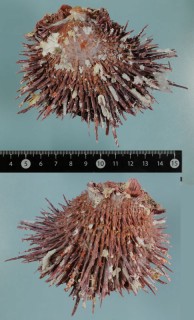 ビサヤネコジタウミギク Spondylus gloriosus visayensis small