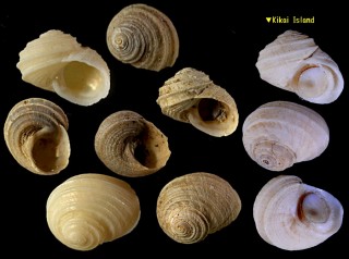 ナカヤマザンショウ Homalopoma tosaensis small