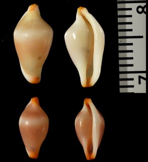 ツマニケボリ 褄丹毛彫 Primovula tadashigei small