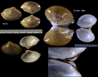 オネダカソデ Carinineilo carinifera small