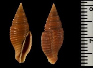 ウスイロコベニフデ Nebularia cingulata small