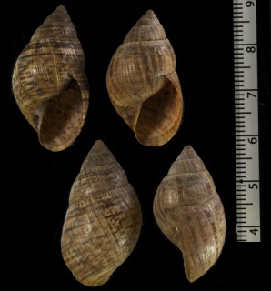 ヒバリシモブクレマイマイ (仮称) Scutalus alaudus small