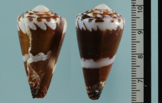 ナガサラサミナシの一型 Conus litoglyphus lacinulatus small
