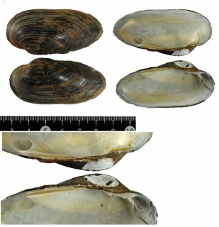トガリチョウセンイシガイ (仮称) Unio douglasiae wrightii small