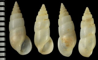 オオカワリボリチョウジ Rissoina dorbignyi small