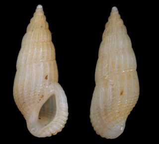 ブルグアイアチョウジ Rissoina bruguieri small