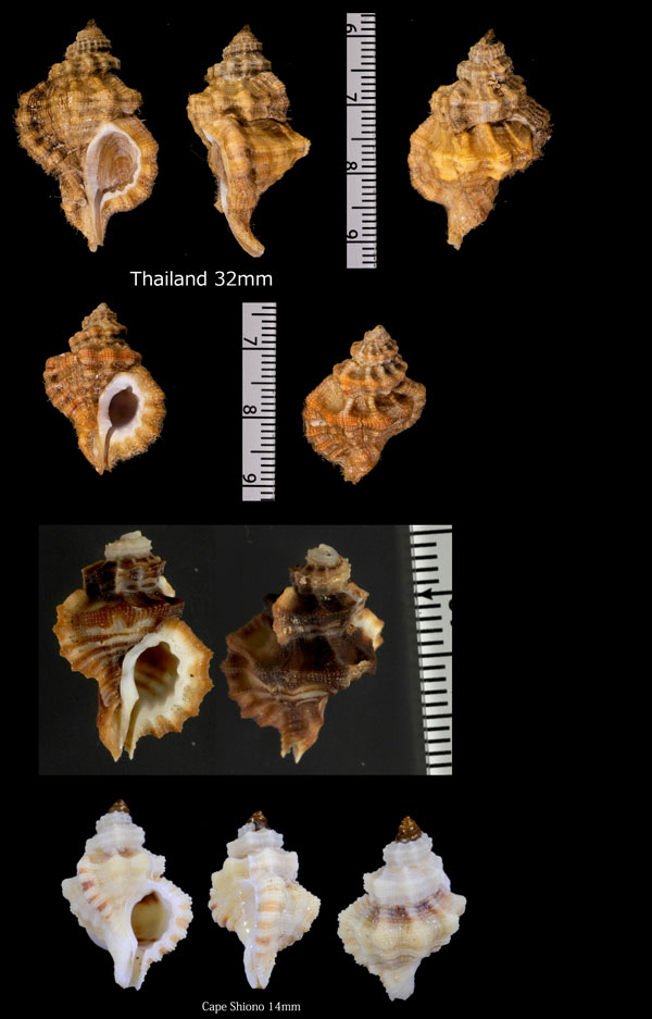 ヒメミツカドボラ Cymatium labiosum small