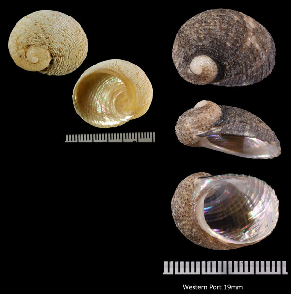 アラハダアシヤ (ゴウシュウアシヤ) Granata imbricata small
