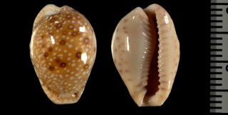 ヒガシアフリカダカラ Erosaria marginalis melocellata small