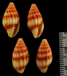 コウハクハナオトメ (仮称) Pusia bizonale small